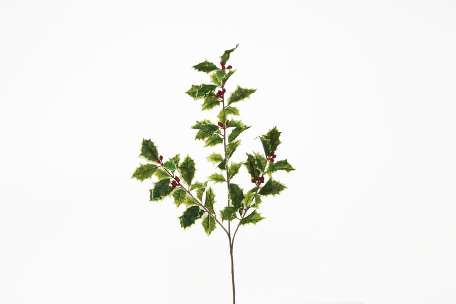 Fresh Cut Variegated Holly Spray
