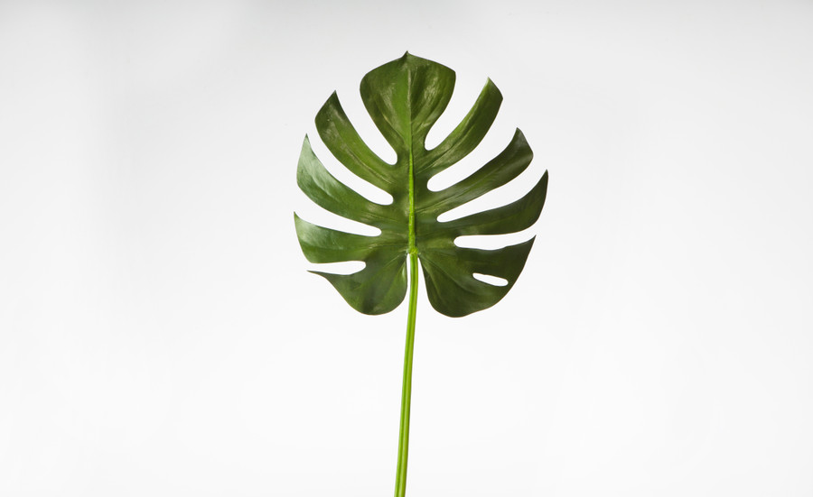 42in Split Leaf Philodendron