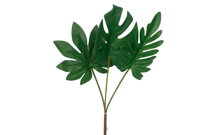 2224in Assorted Exotic Green Bundle (Monstera Selloum Aralia)