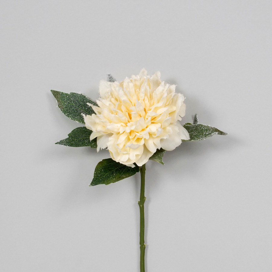 13in Snow Frosted Peony - Cream