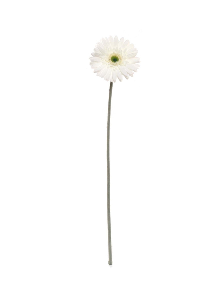 25in Gerbera Stem - White