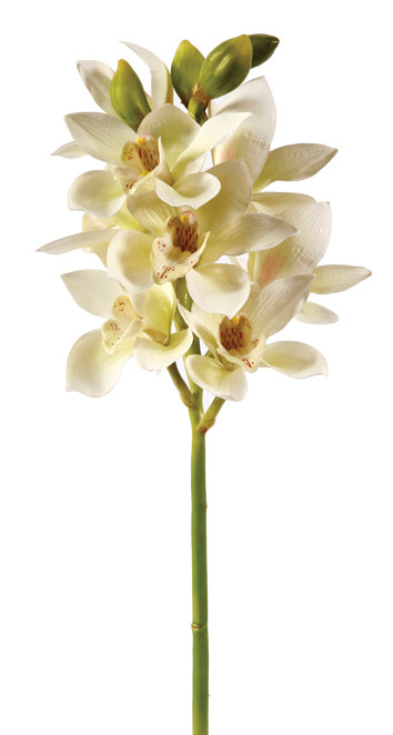 19in Open Cymbidium Orchid x9 - White