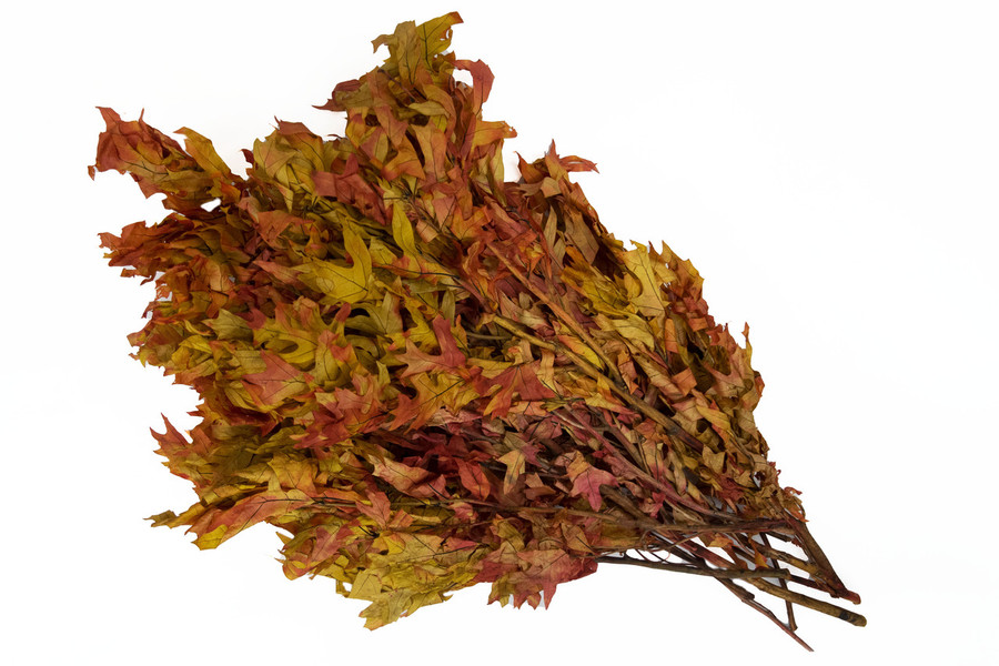 1lb Dried Translucent Oak Branches - Autumn