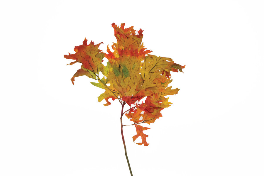 1lb Dried Translucent Oak Branches - Harvest