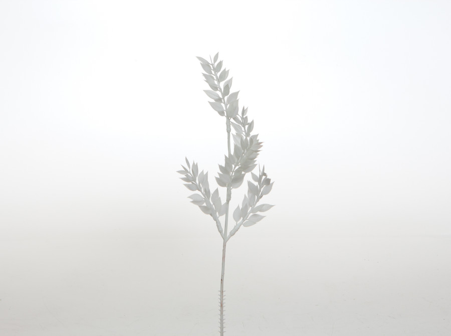 14in Plastic Ruscus Spray x5 (Box of 72) - White