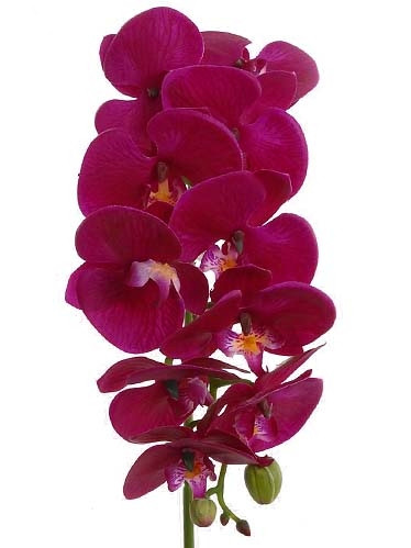 31in Phalaenopsis Orchid Stem - Purple