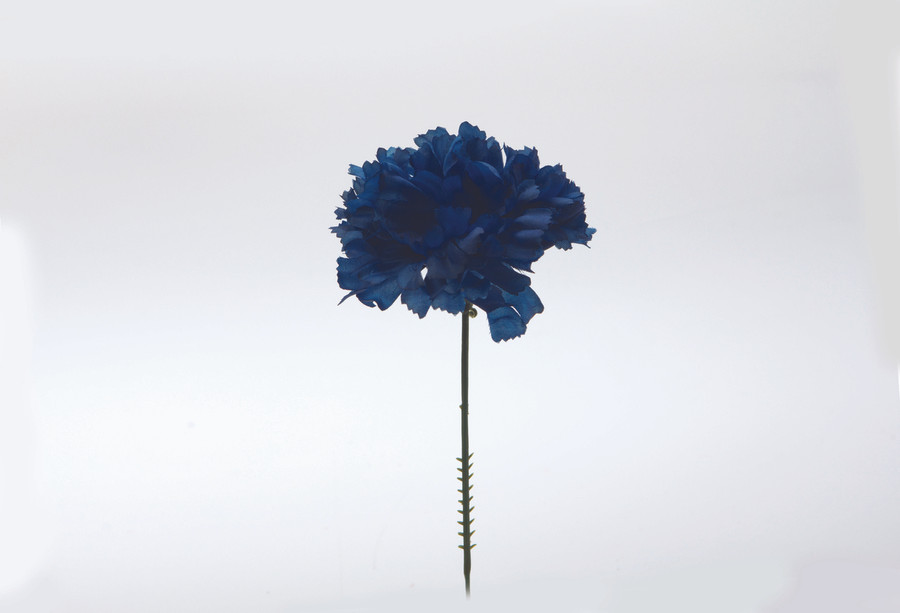 Carnation on 5in Pick (Box of 100) - Royal