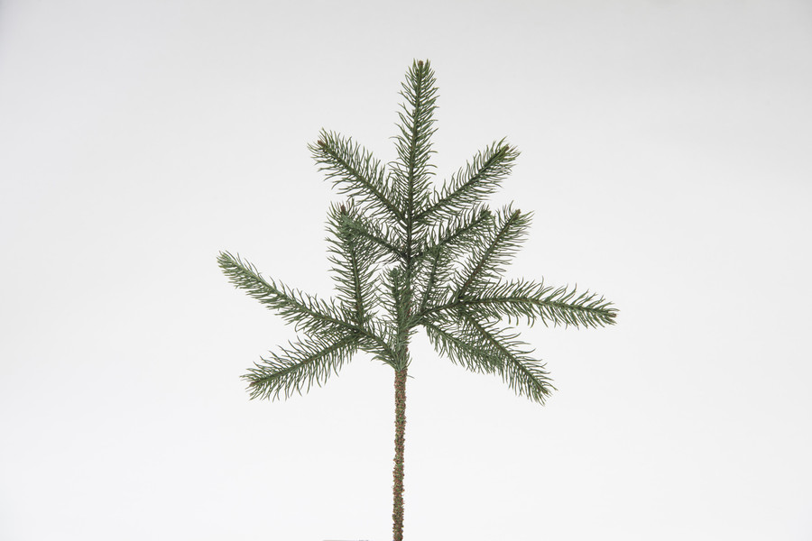 19in Santa Lucia Fir Spray with 15 Tips - Green