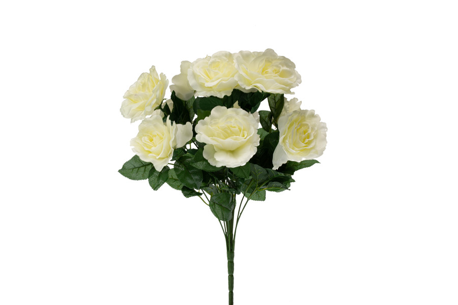American Heritage Rose Bush x12 - Cream