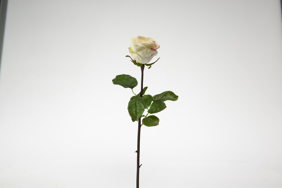 20.5in Ecuadorian Rose Bud - Champagne