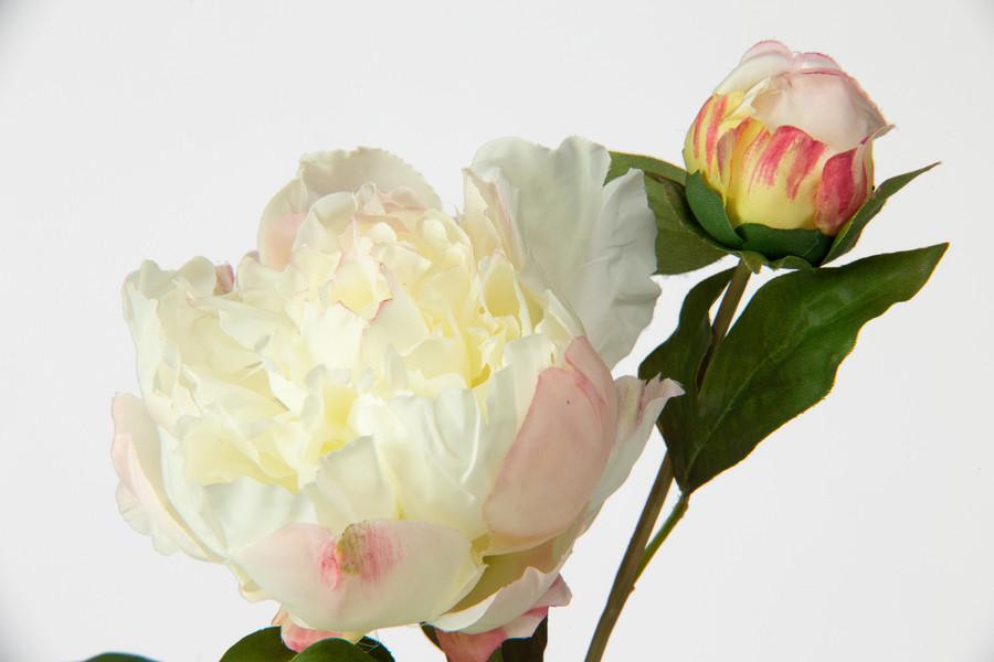 19.5in Peony Open Bud Stem - Champagne