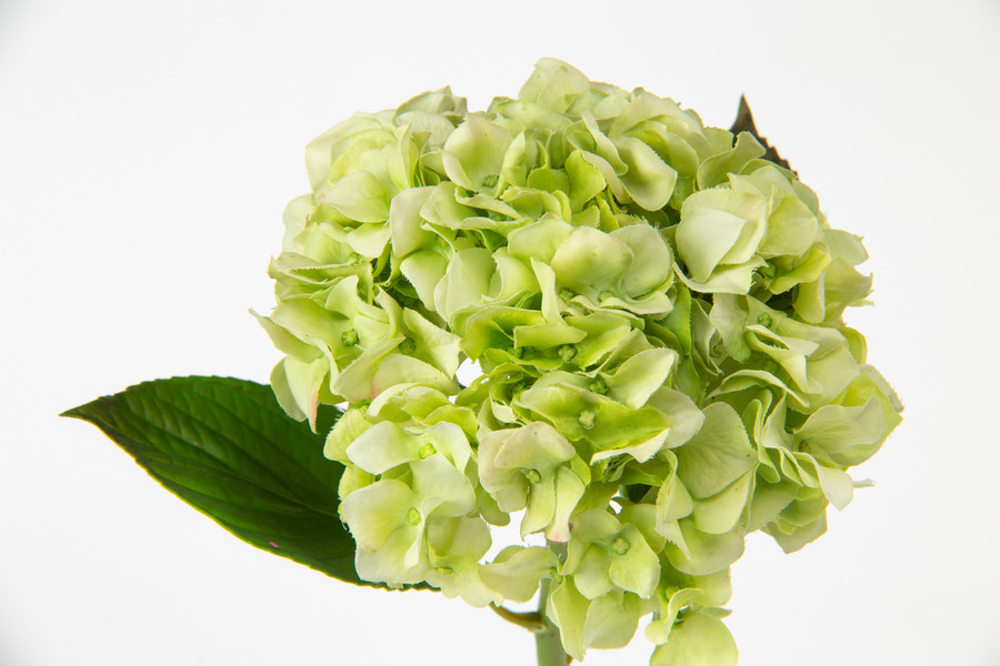 20in Short Stem Dahlia - Light Green