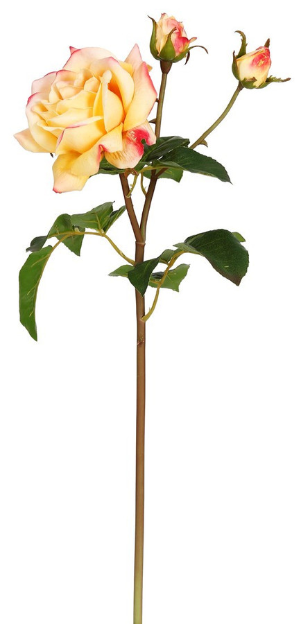 22in Sweet Juliet English Rose - Coral