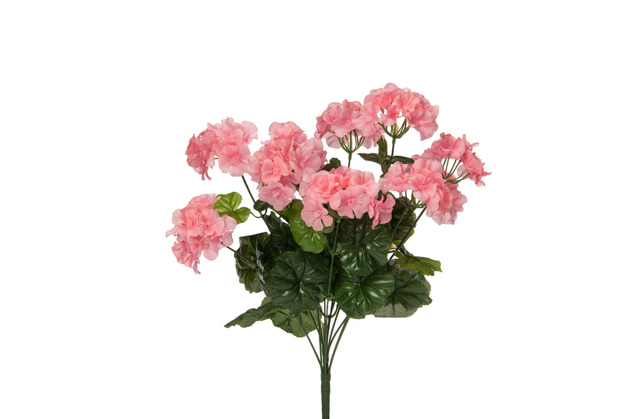 Geranium Bush x12 - Pink