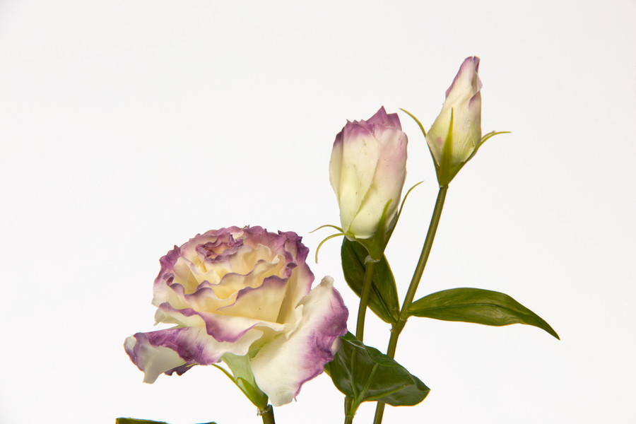 22in Natural Touch Lisianthus - Lavender White