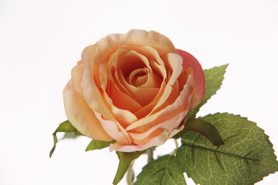 20in Opening Rose - Apricot