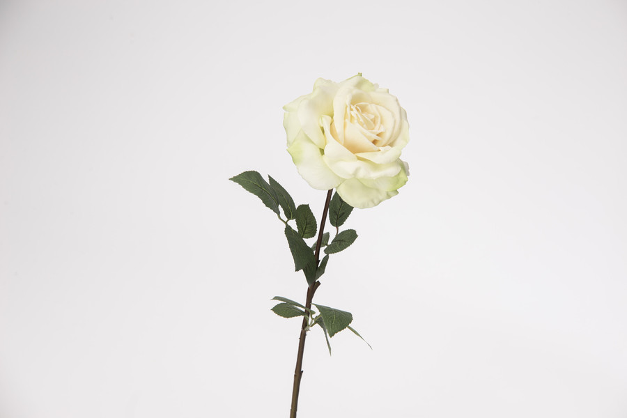 30in Queen Anne Rose - Champagne