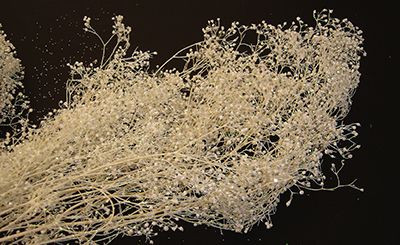 Bleached Stardust Gypsophila Filler (Baby's Breath)