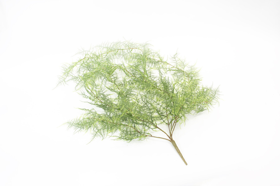 Hanging Plumosa Vine x7