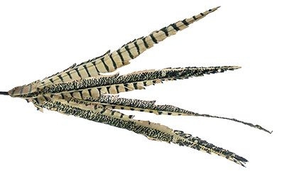 18-30in Feather Pheasant Tail (10pk)