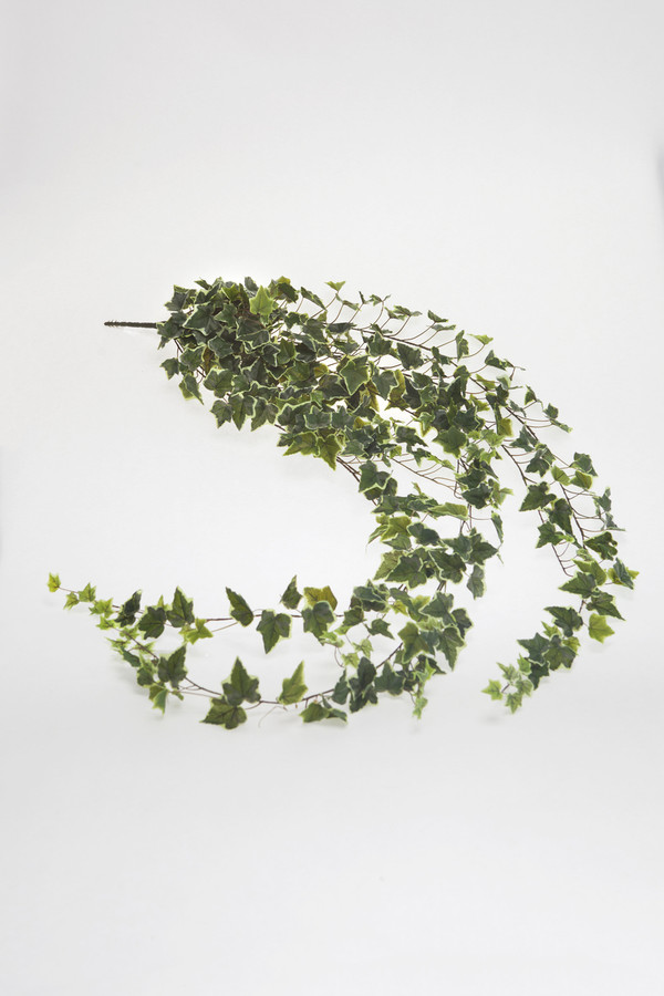 6ft Garden Ivy Bush x18