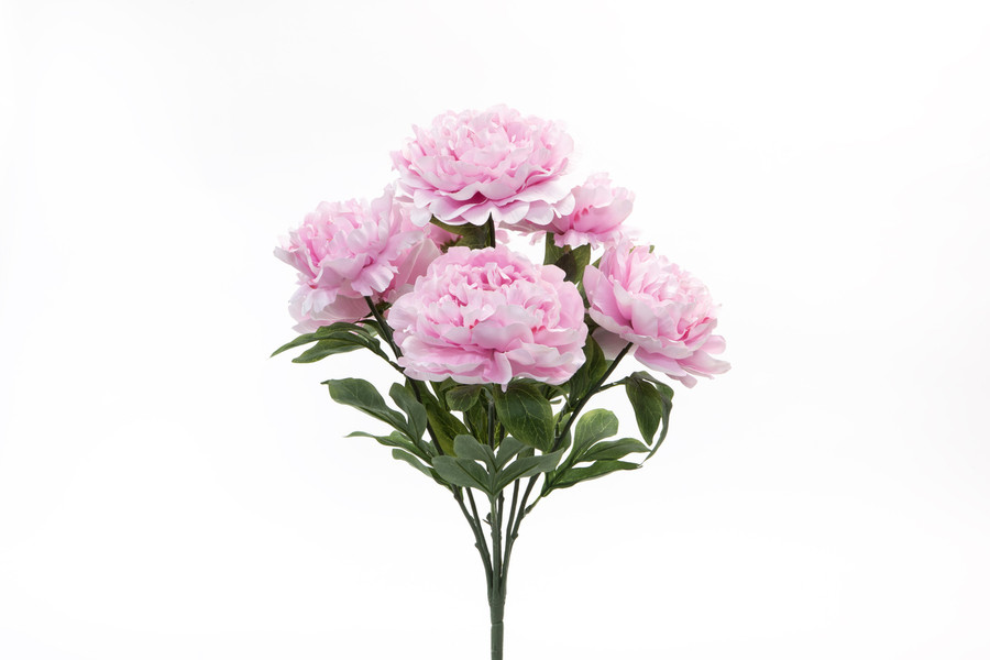 20in Bartzilla Peony Bush