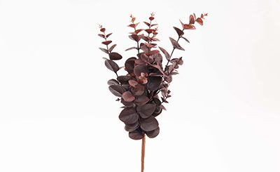 19in Eucalyptus Bush