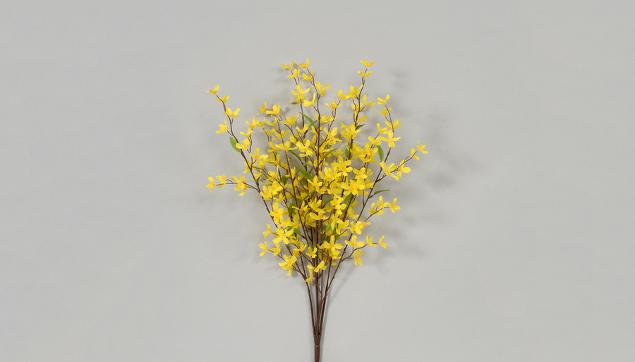 32in Forsythia Bush x5 - Yellow