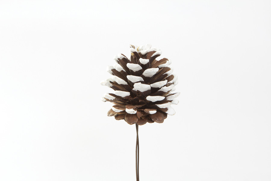 3-4cm Pine Cone Pick - White Tip (12pk)
