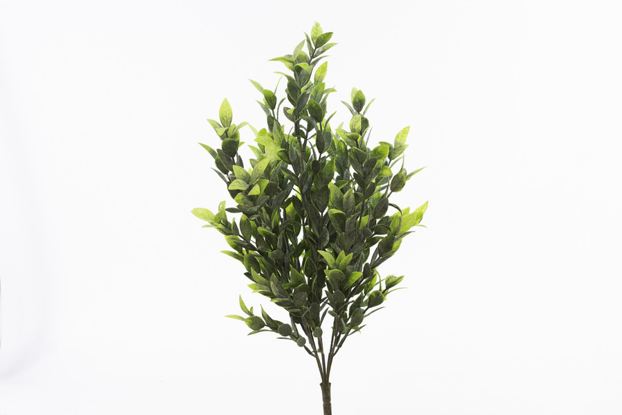 Ruscus Bush