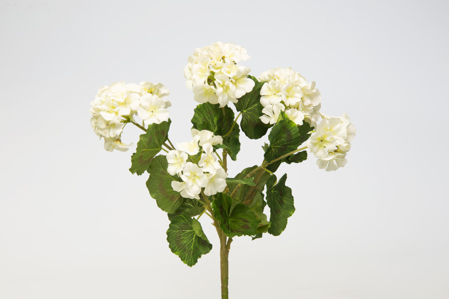 Geranium Plant x7 - White