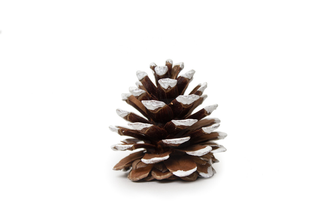Pine Cones