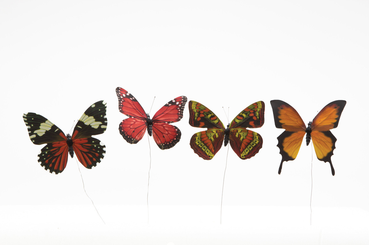 Birds, Butterflies, and Bugs