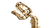 Dinosaur Fossils: Tyrannosaurus rex