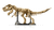 Dinosaur Fossils: Tyrannosaurus rex