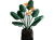 Bird of Paradise