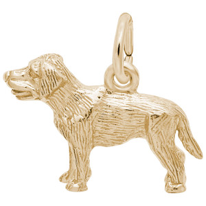 Small Labrador Retriever Dog Rembrant Charm