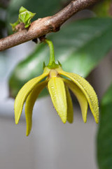 Ylang Ylang I Essential Oil