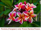 Frangipani Absolute Oil Pure Plumeria Absolute Oil Genuine Frangipani  Absolute Frangipani Essential Oil 