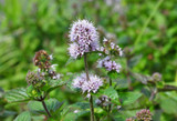 Pennyroyal Essential Oil