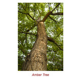 Amber Essential Oil Organic - Pinus Succinefera Oleum Succini