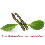 Amyris Wild Crafted Essential Oil (Sandalwood West Indian)