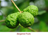 Bergamot Organic Essential Oil