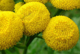 Blue Tansy Wild Crafted Essential Oil