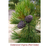 Cedarwood Virginia (Red Cedar) Essential Oil