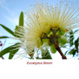 Eucalyptus Globulus (Blue Gum) Organic Essential Oil