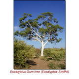 Eucalyptus Gully Gum (Eucalyptus Smithii) Essential Oil