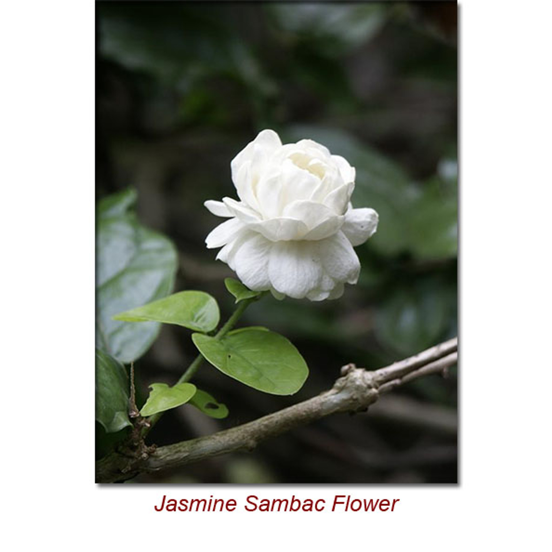 Jasmine Sambac Absolute Essential Oil