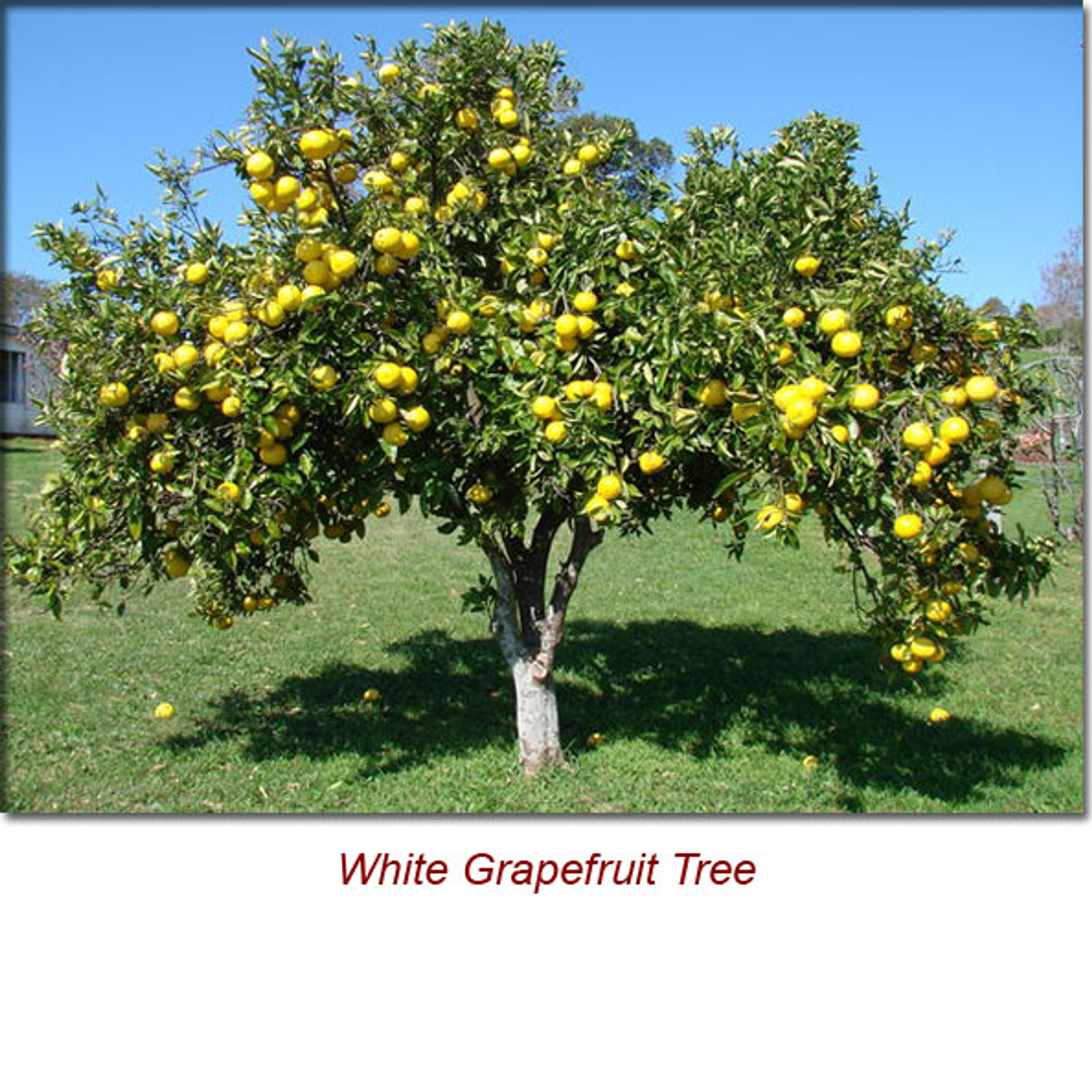 white grapefruit near me