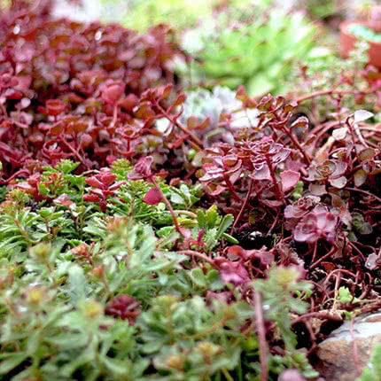Ground Cover